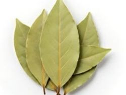 Bay Leaf