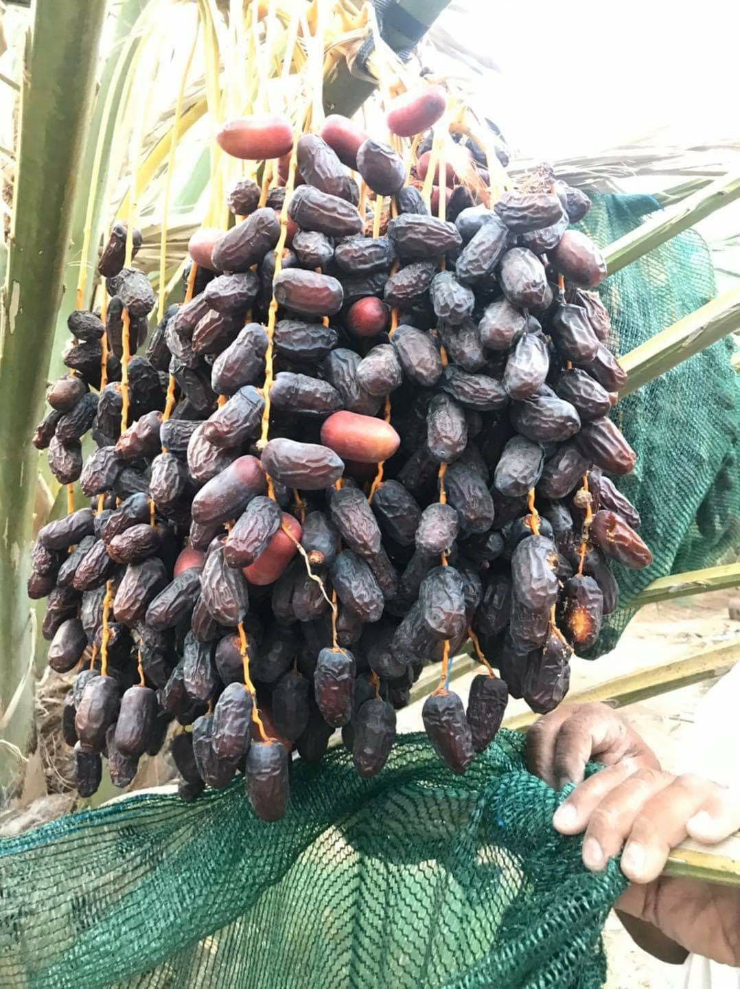 Wet Dates