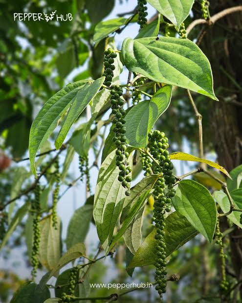 Black Pepper Bold